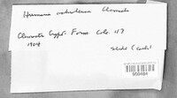 Humarina ochroleuca image